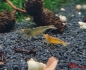 Preview: Amber Shrimps OE